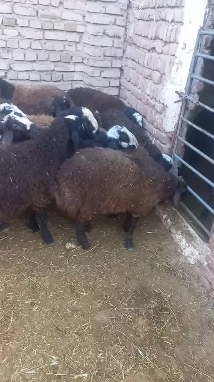 فروش ۳۰راس بره نر اصیل شال صاف و درشت|حیوانات مزرعه|دشتابی, |دیوار