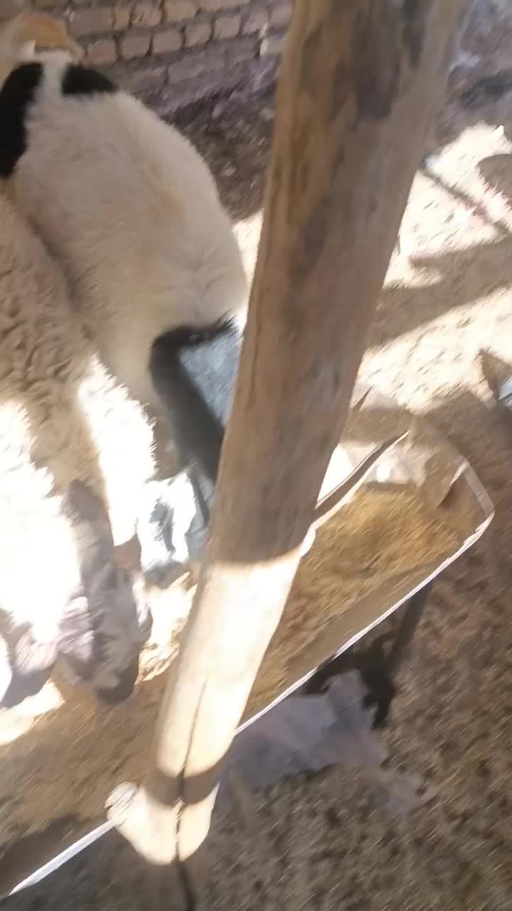 بزغاله اووست|حیوانات مزرعه|تربت‌حیدریه, رضاشهر|دیوار