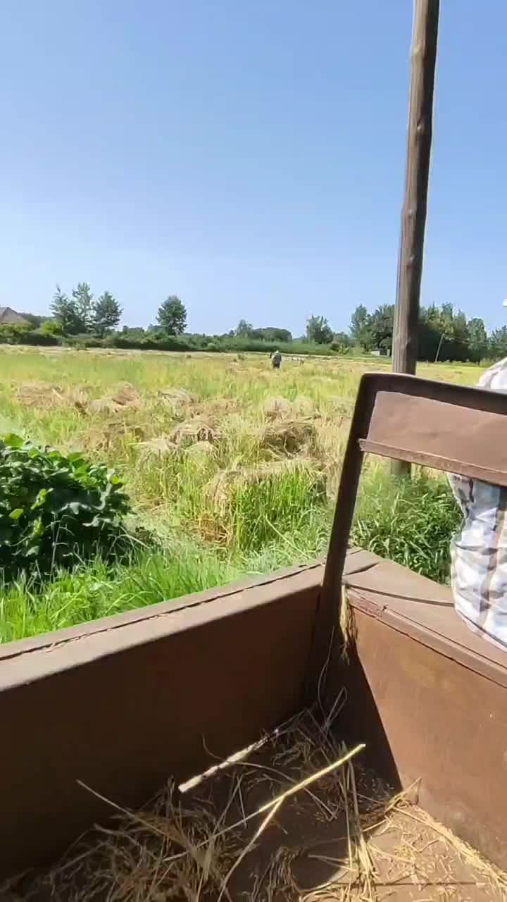 برنج درشت،سرلاشه و نیم دانه هاشمی مستقیم از کشاورز|خوردنی و آشامیدنی|رشت, آزادگان|دیوار