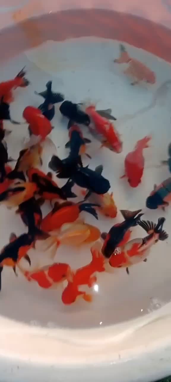 بارماهی گلفیش شارژ شد|ماهی|فولادشهر, مسکن مهر فولادشهر|دیوار