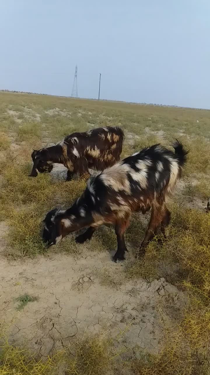 بزغاله پلنگی پاکستانی لنگه ۲قلو|حیوانات مزرعه|گنبد کاووس, |دیوار