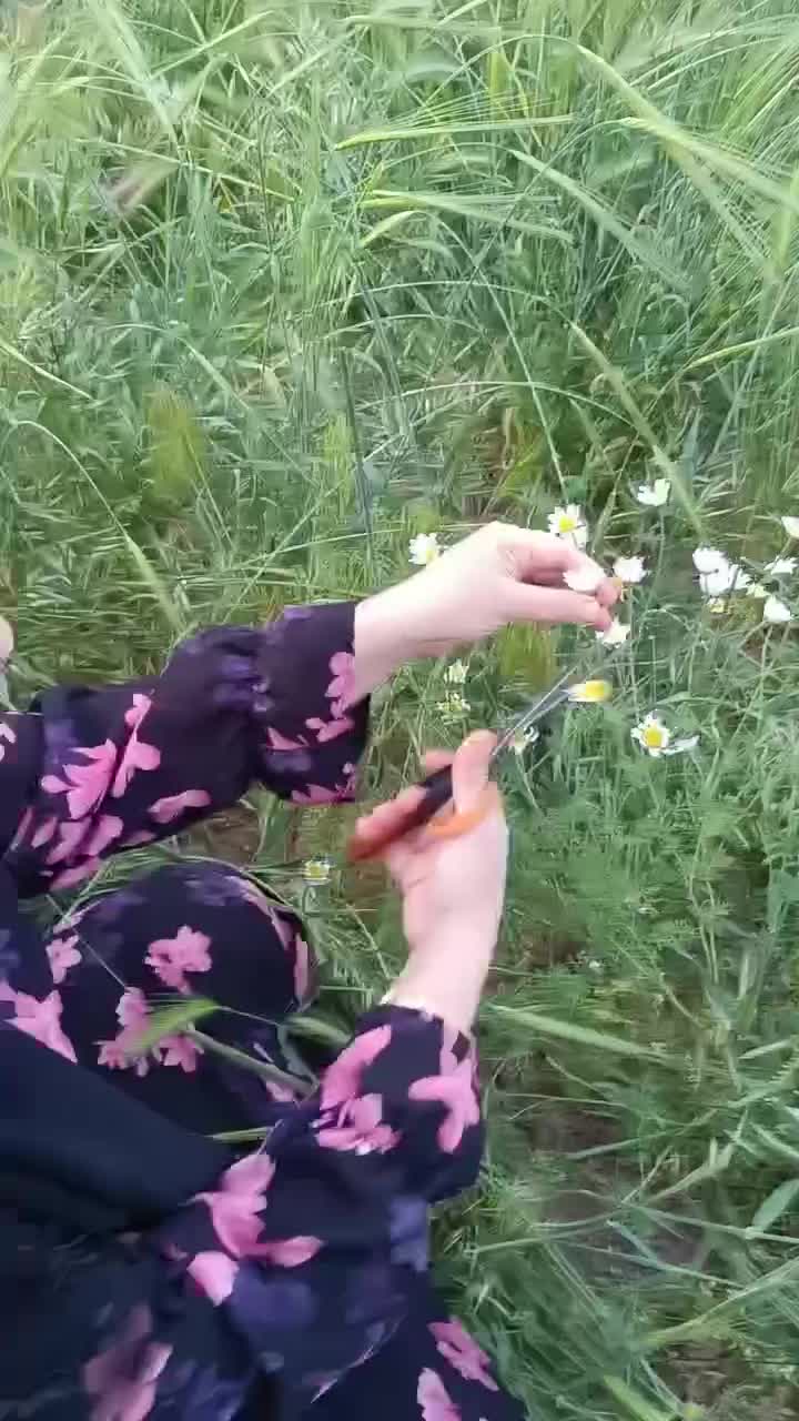 عرق بابونه یونجه وبومادران خانگی واصل|خوردنی و آشامیدنی|کرمانشاه, |دیوار