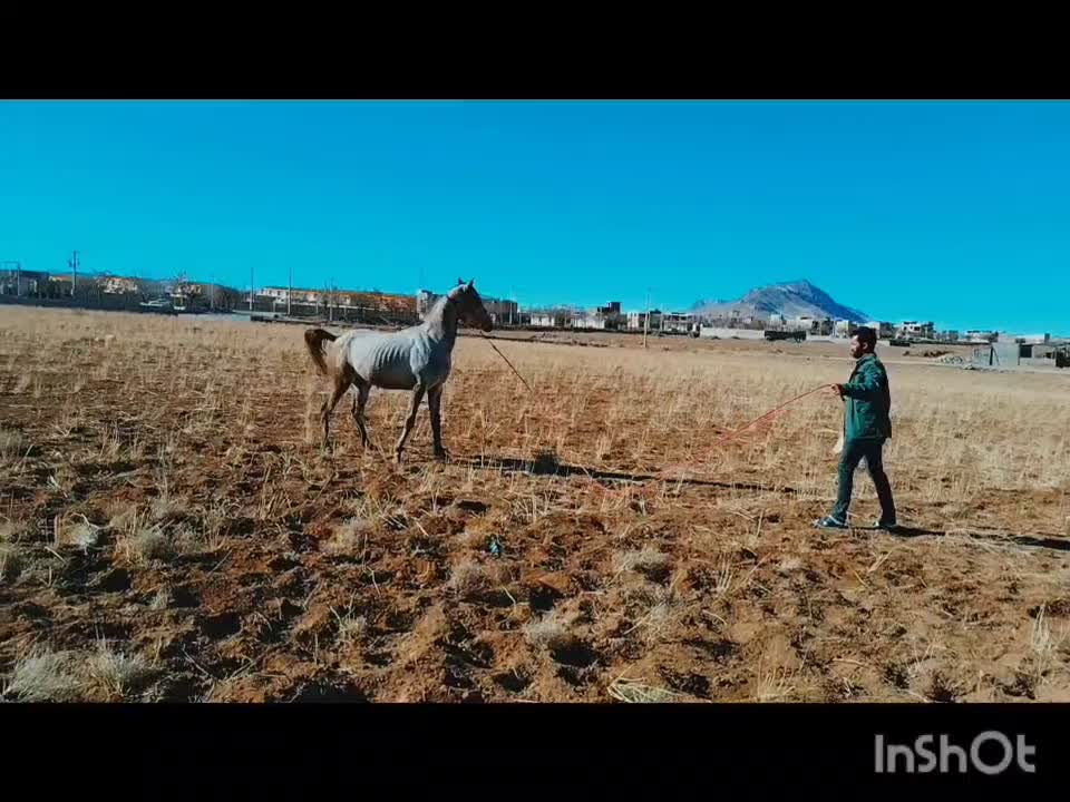 فروش اسب نریان عرب|اسب و تجهیزات اسب‌سواری|چادگان, |دیوار