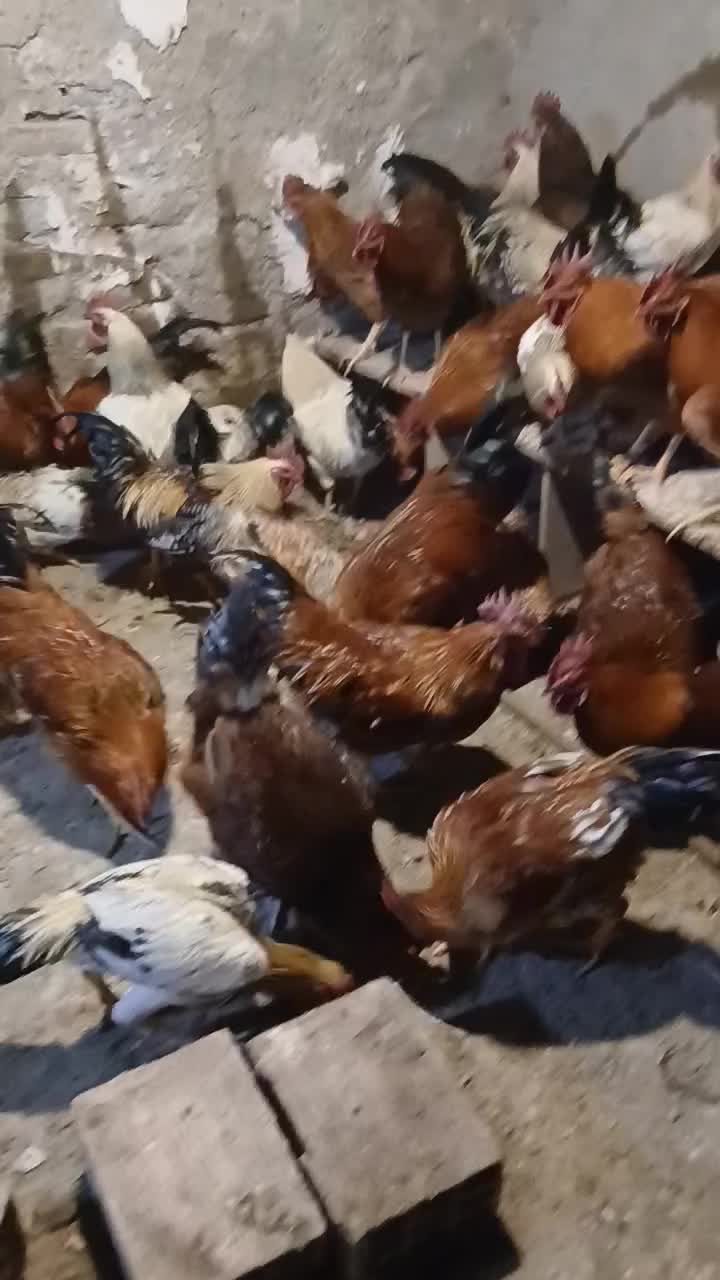 خروس محلی|حیوانات مزرعه|هشتگرد, هشتگرد قدیم|دیوار