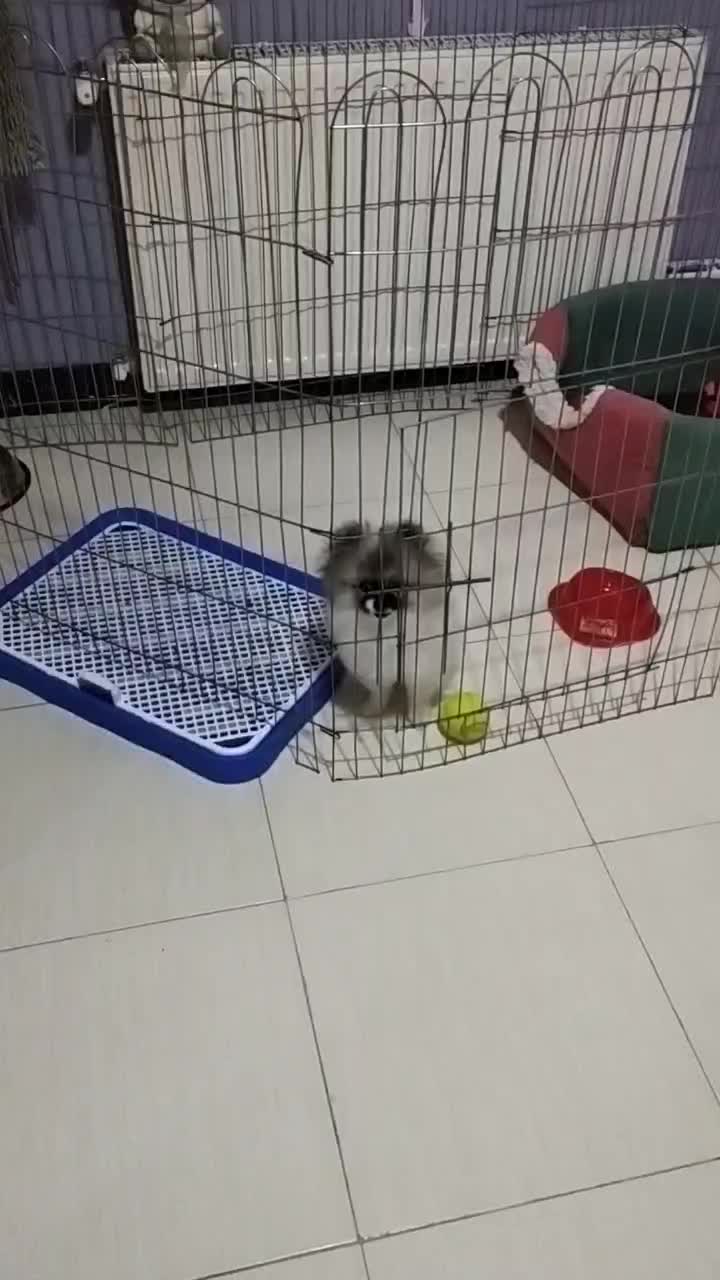 توله پامر خرسی|سگ|اصفهان, بهارستان|دیوار