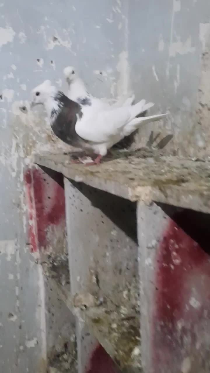 طوقی کاکلی|پرنده|همدان, |دیوار