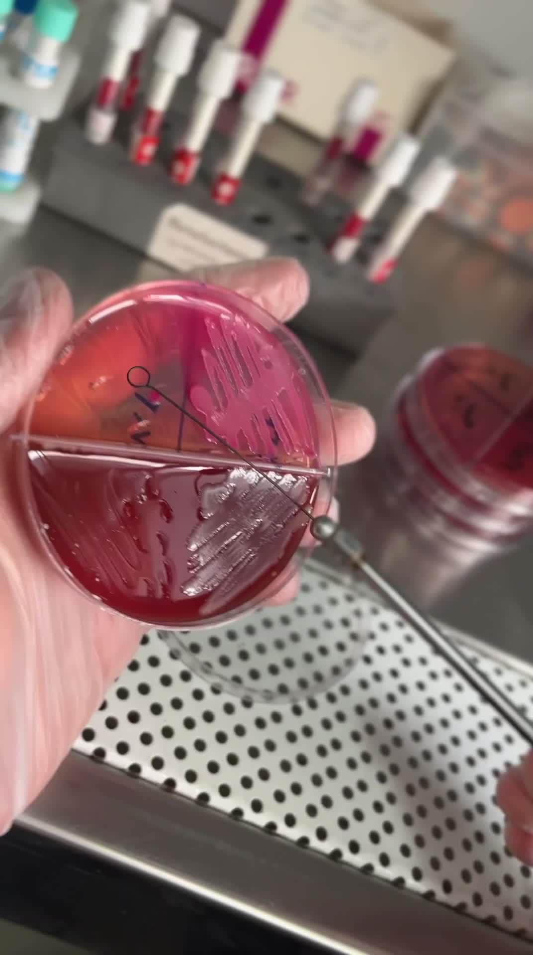 سمینار رایگان میکروبشناسی آزمایشگاه (ظرفیت محدود)|گردهمایی و همایش|تبریز, |دیوار