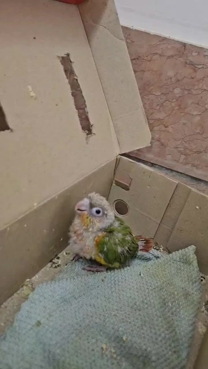 گرینچیک|پرنده|ری, علایین|دیوار