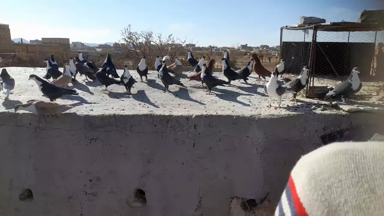 کبوتر کراواتی|پرنده|تربتحیدریه, یحیی آباد|دیوار