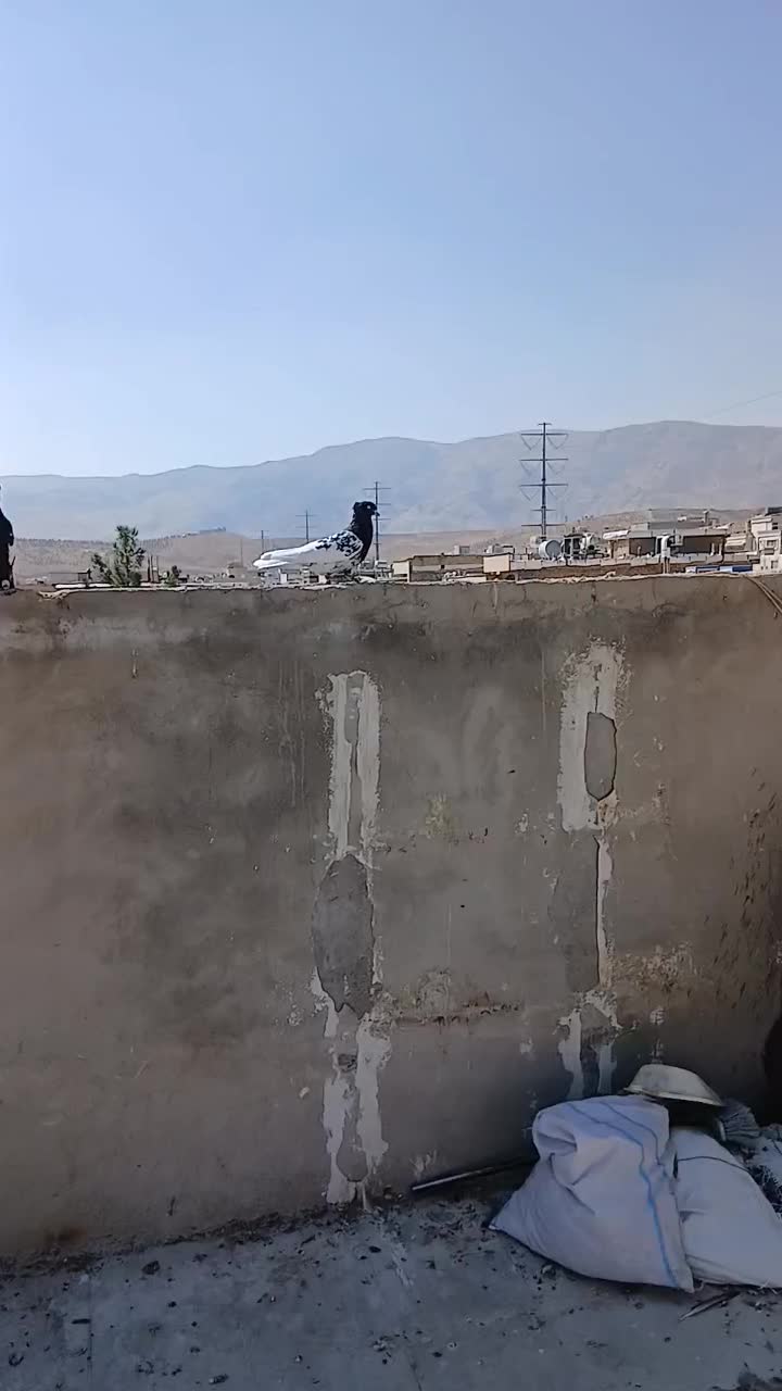 کله سیاه جوون|پرنده|شیراز, شهرک فرزانگان|دیوار