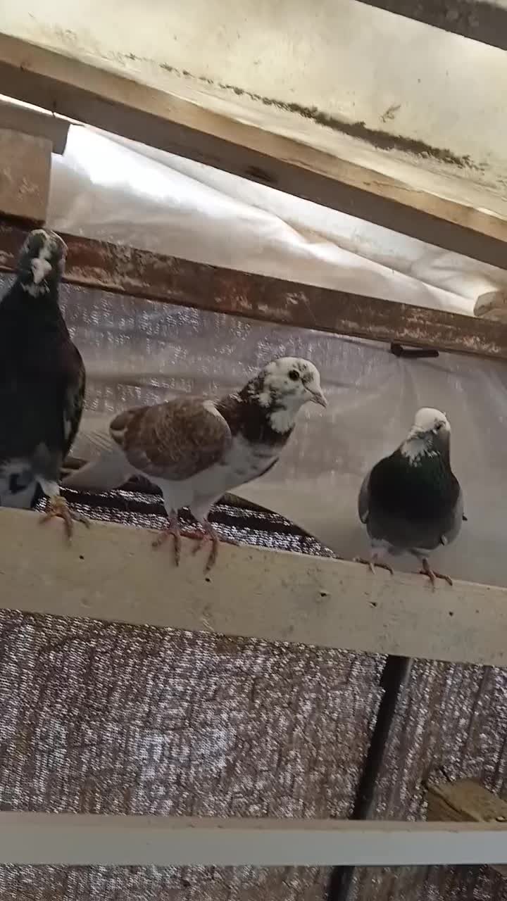 کفتر زردی ماهرو ابلغ تیکه پاره|پرنده|تهران, فرمانیه|دیوار