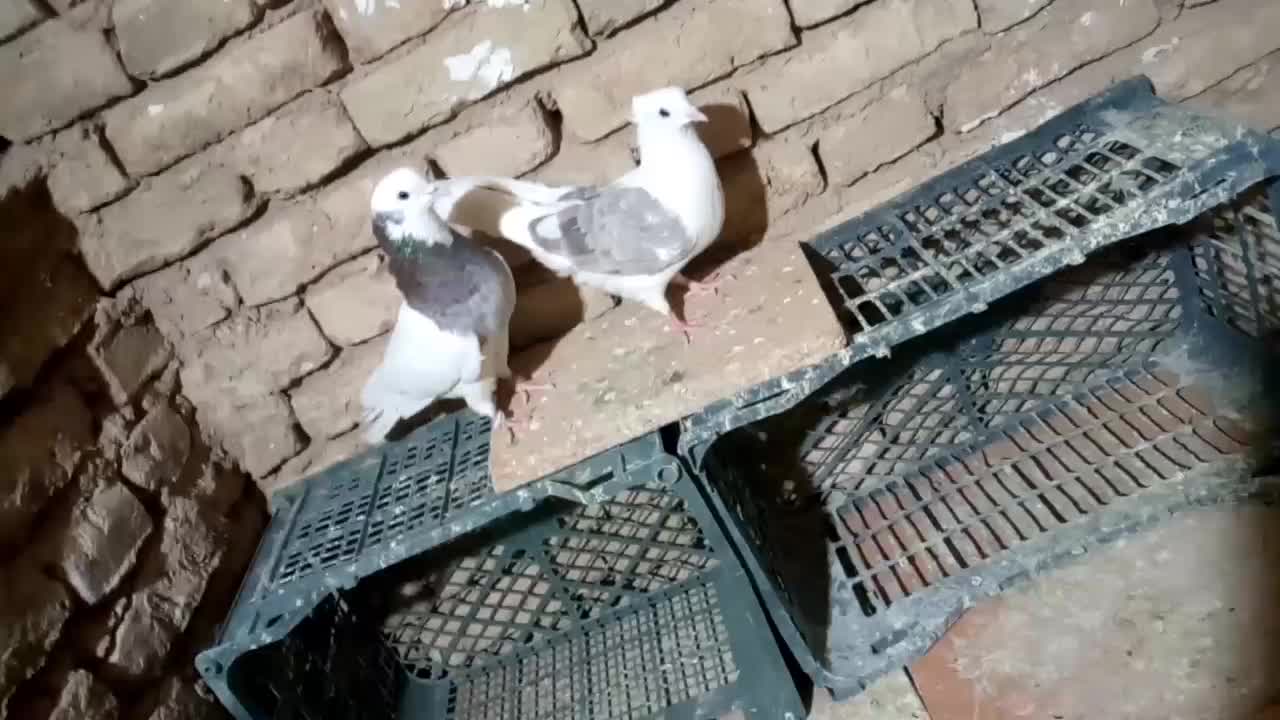 2000000|پرنده|کبودرآهنگ, |دیوار
