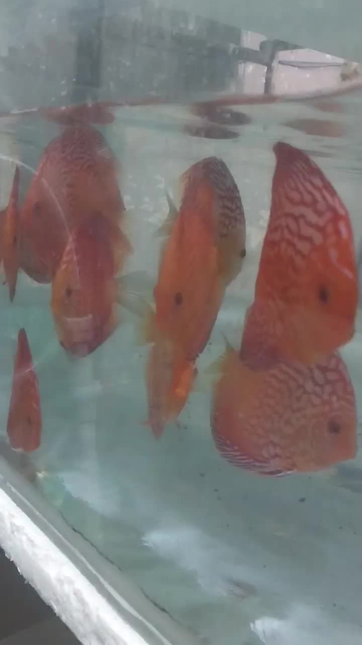 دیسکس سایز ۳.۵و۴.۵|ماهی|تهران, شهرک خرازی|دیوار