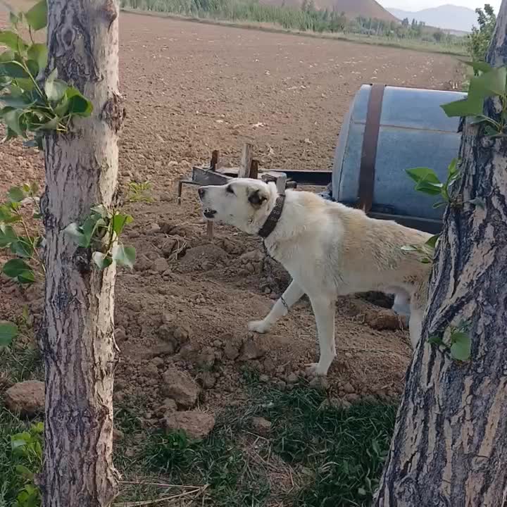 سگ نگهبان|سگ|آبگرم, |دیوار