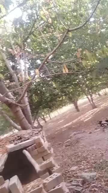 سگ.نگهبان|حیوانات|مشهد, توس (بلوار توس)|دیوار