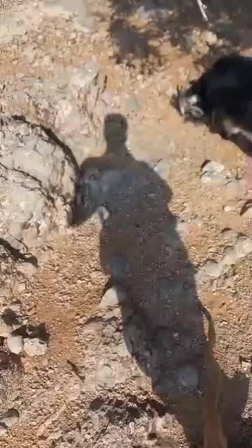 بهده بز بیگ میش کهره|حیوانات مزرعه|شهرکرد, |دیوار