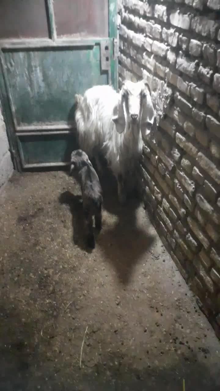 بزبابیگ|حیوانات مزرعه|دزفول, |دیوار