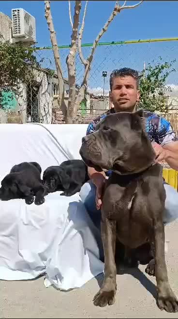 ۲نژاد قدرتمند روت وایلر و کین کورسو اورجینال|سگ|ماهدشت, |دیوار