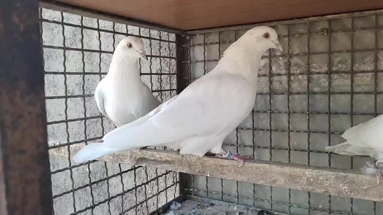 کفتر خارجی|پرنده|محمدشهر, جعفرآباد|دیوار