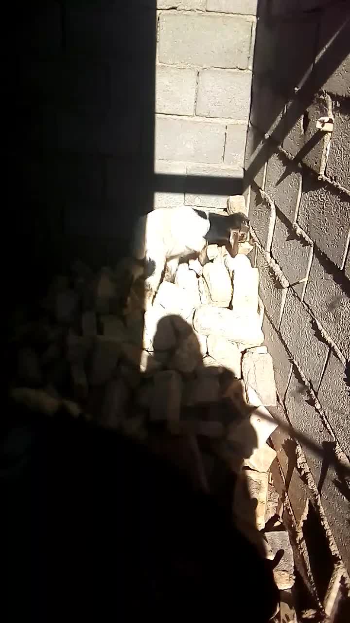 بزغاله|حیوانات مزرعه|شهرضا, |دیوار