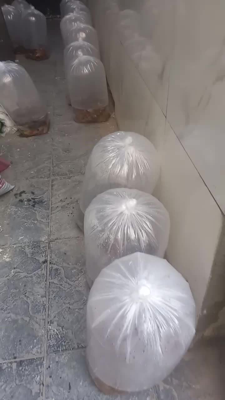 فروش انواع ماهی کوی قرمز پیتوپاک بالاترین کیفیت|ماهی|تهران, خرمشهر|دیوار