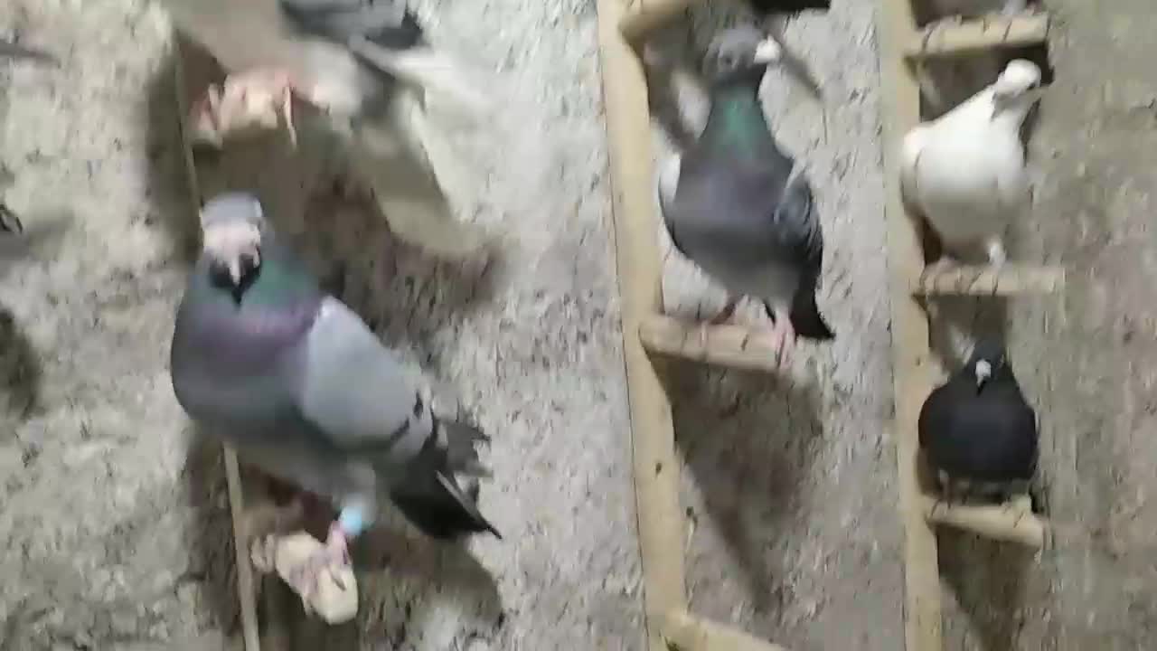 آلمانی ودورگ کفتر بوم پرشی|پرنده|تربتحیدریه, چهارراه خواف|دیوار