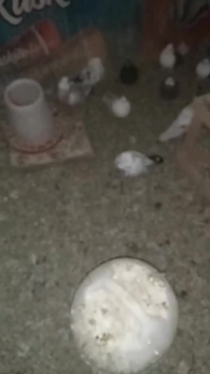 تعدادی کبوتر تهرانی پرشی ..به فروش می‌رود.|پرنده|پاکدشت, پاکدشت (مامازند)|دیوار