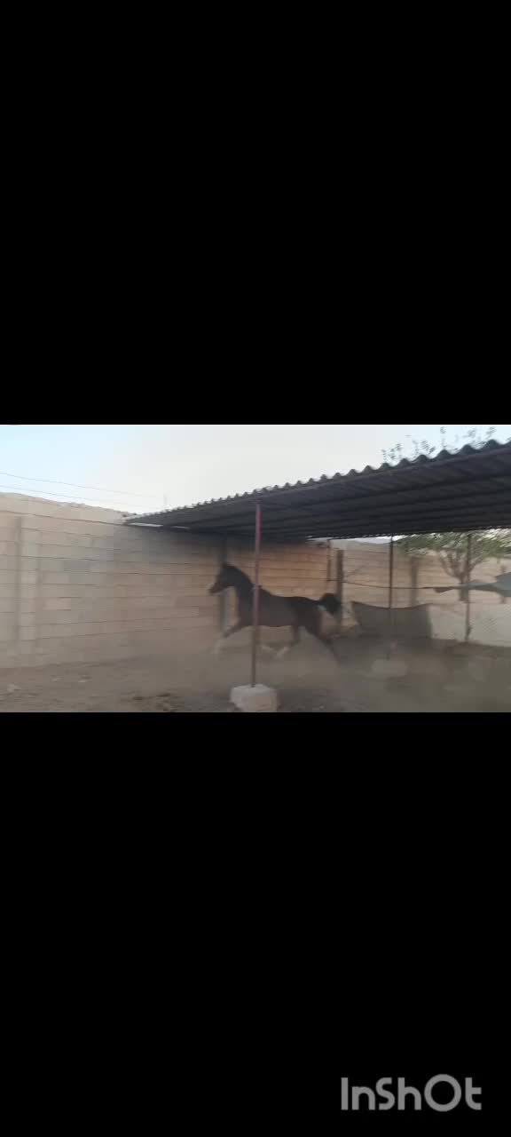 کره مادیون ۲ساله نیمه پرخون شجره دار|اسب و تجهیزات اسب‌سواری|رونیز, |دیوار