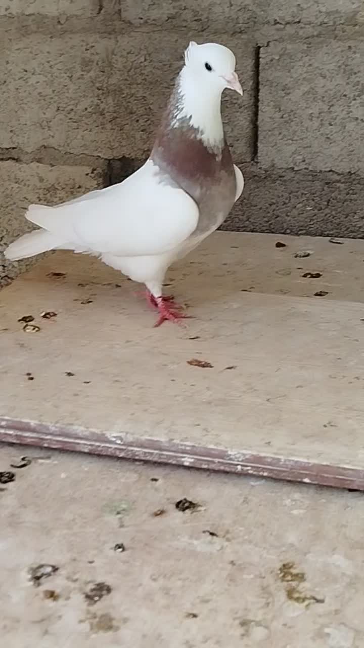 حمیدیه|پرنده|حمیدیه, |دیوار