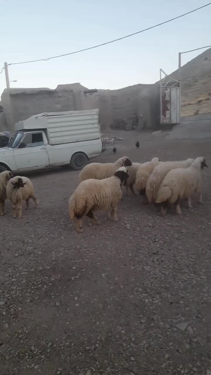 فروش ۱۰عددبره ماده سنجابی اصیل|حیوانات مزرعه|کرمانشاه, |دیوار