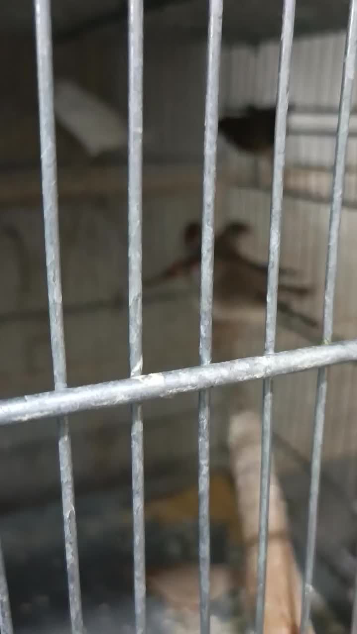 فنچ بنگالی و مرغ عشق هفت عدد فنچ زبرا|پرنده|اسلامشهر, شهرک امام حسین (میان آباد)|دیوار