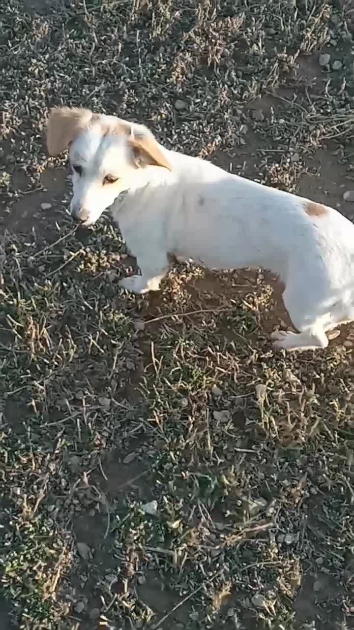 سگ سوسیسی و شیتزو|سگ|خنجین, |دیوار