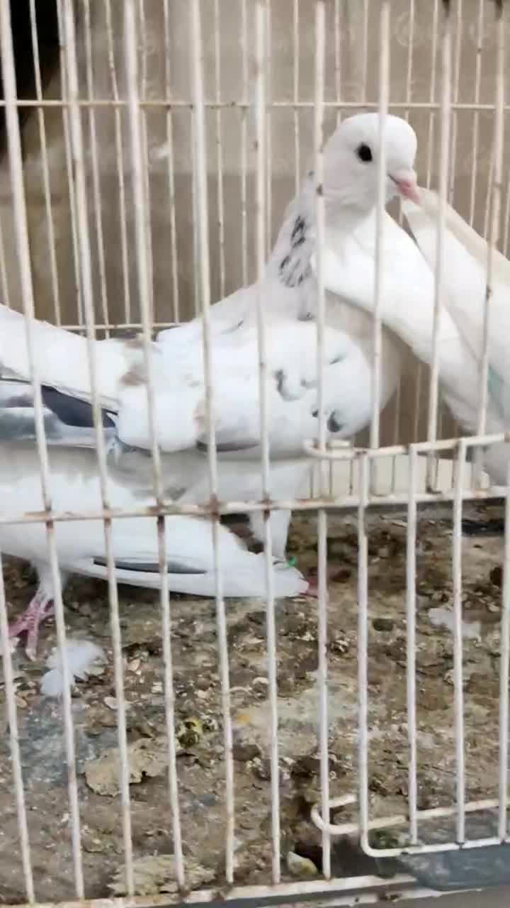 کفتر پرشی|پرنده|بندرعباس, |دیوار