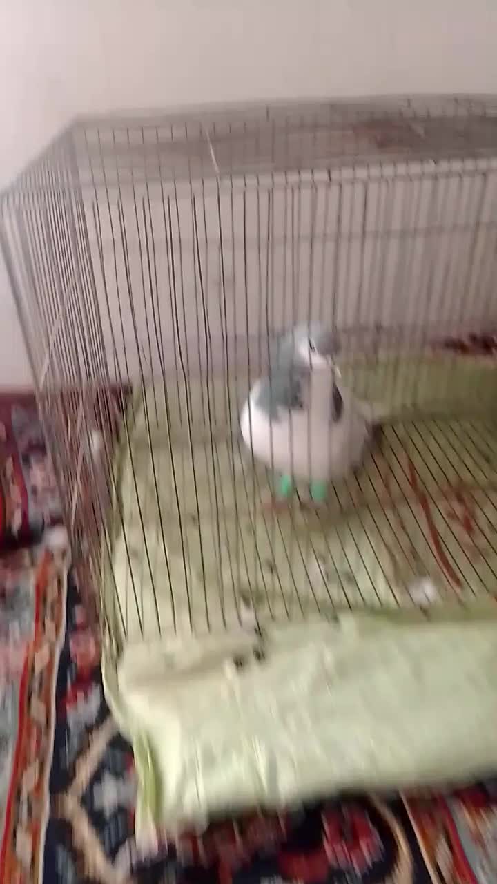 گفتی فروش|پرنده|نیشابور, قلعه نو|دیوار