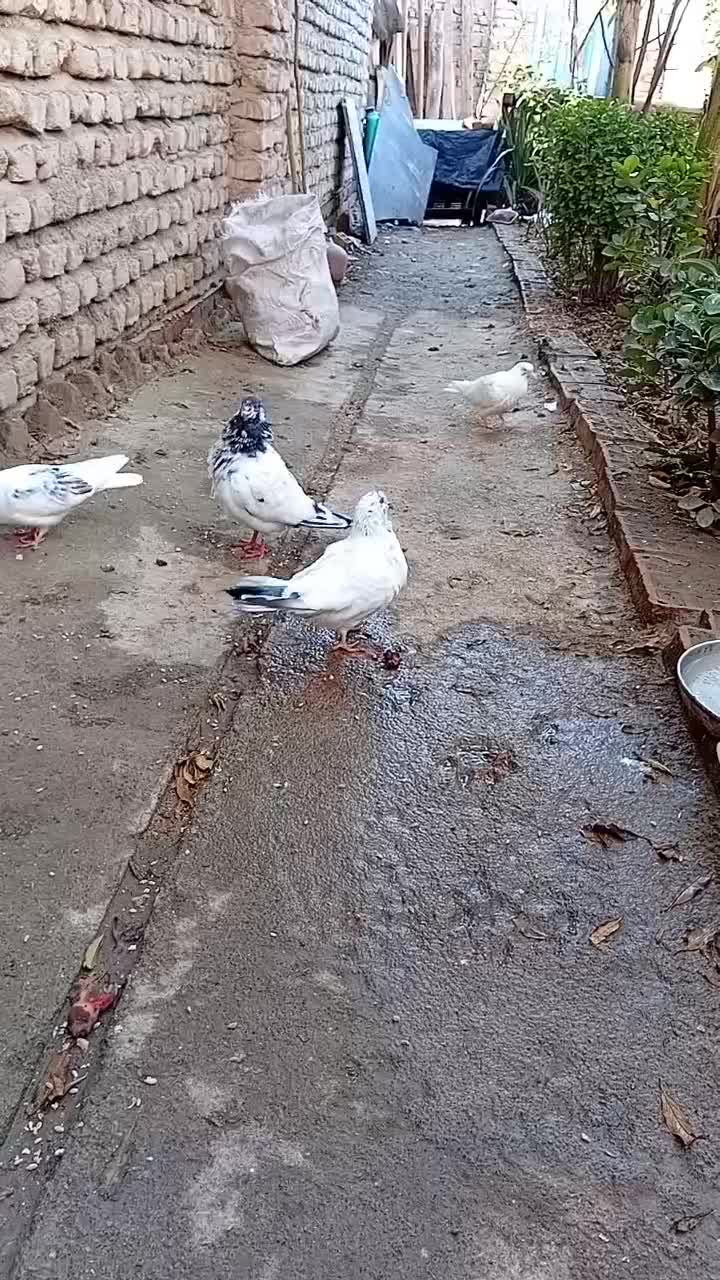 کبوتر کله دم سبز قیمت 500|پرنده|آق قلا, |دیوار