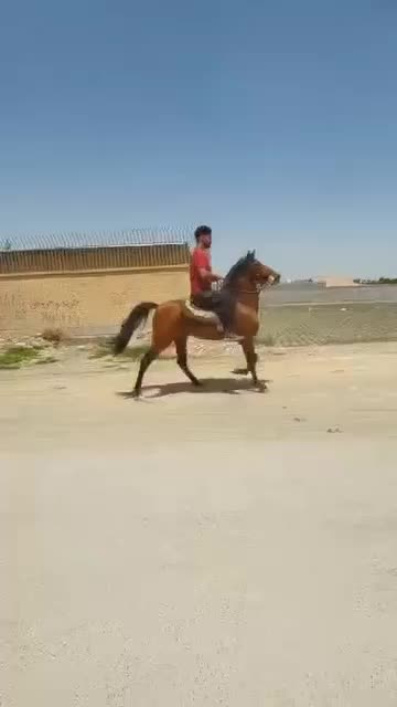 اسب نریان ۴ ساله شجره دار|اسب و تجهیزات اسب‌سواری|خمینی‌شهر, |دیوار