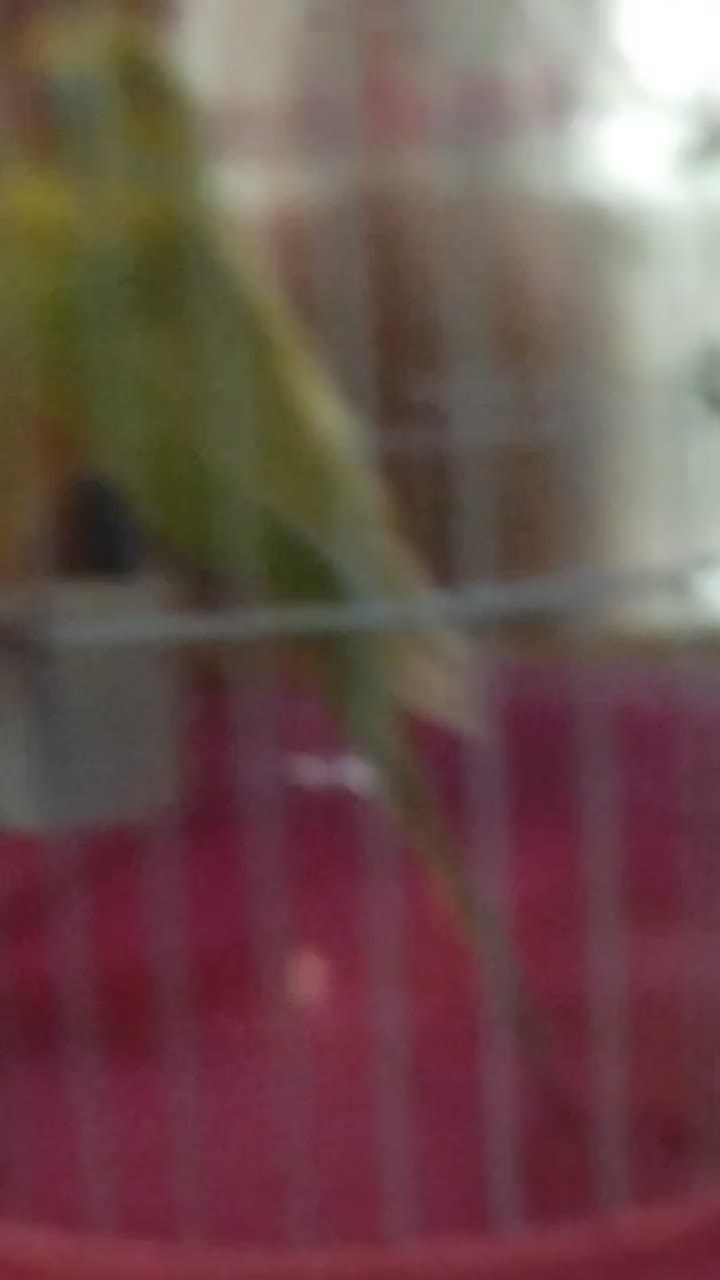 جفت جوجه مرغ عشق|پرنده|زاهدان, |دیوار