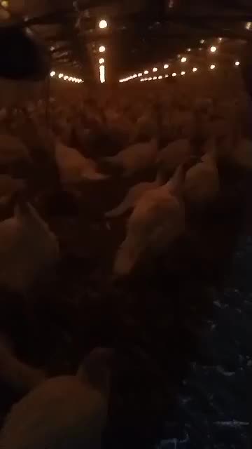 بوقلمون ارگانیک|حیوانات مزرعه|آباده, |دیوار