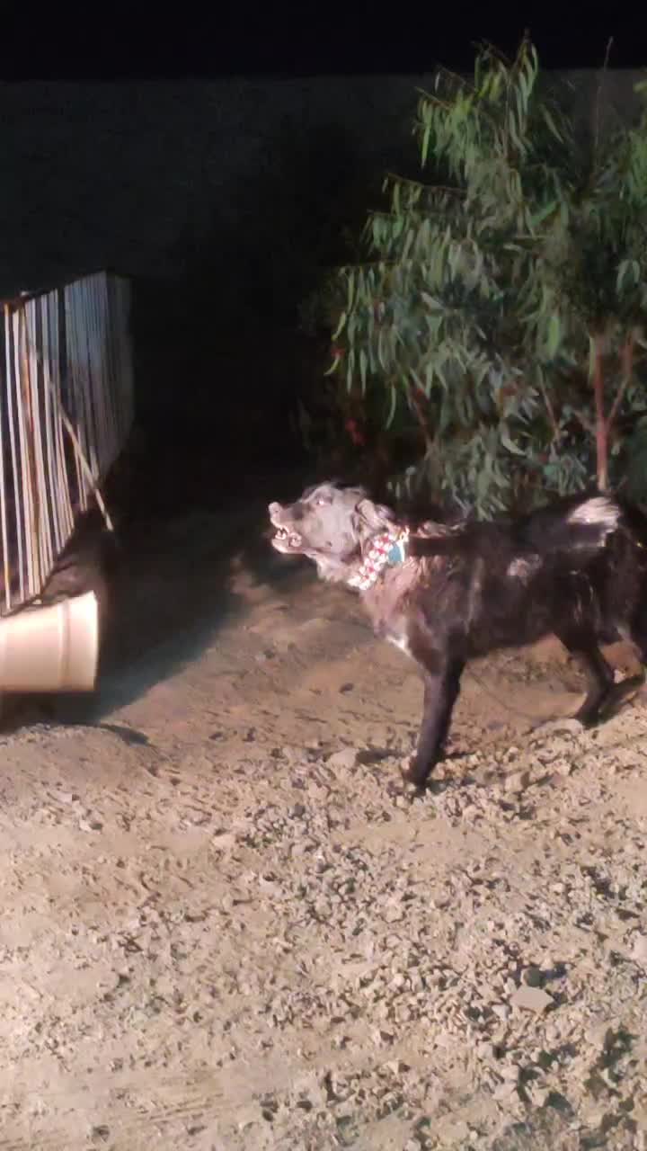 واگذاری سگ قدرجونی سرومچ دار همه چی تموم|سگ|شهرضا, |دیوار