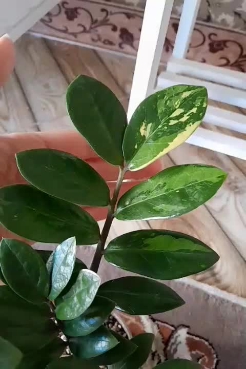 زاموفیلیا بلک ابلق خوشرنگ|گل و گیاه طبیعی|هشتگرد, فاز ۷ مهستان|دیوار