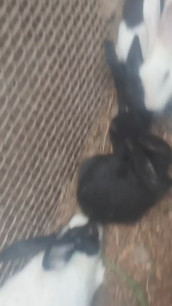 تعدادی حیوان|موش و خرگوش|رودان, |دیوار