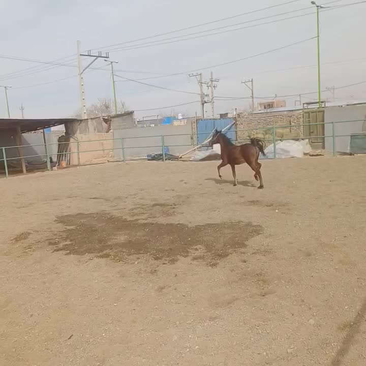 کره ماده کهر|اسب و تجهیزات اسب‌سواری|برخوار, |دیوار