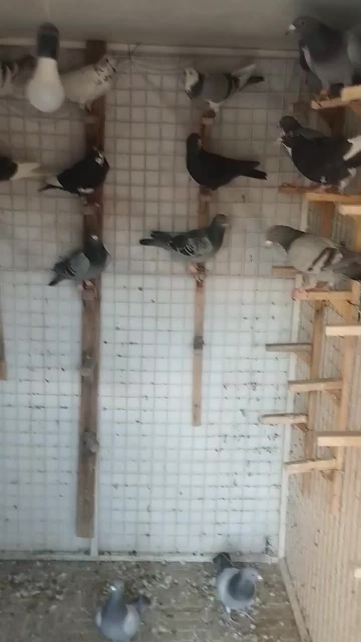 پلاکی|پرنده|کرمان, |دیوار