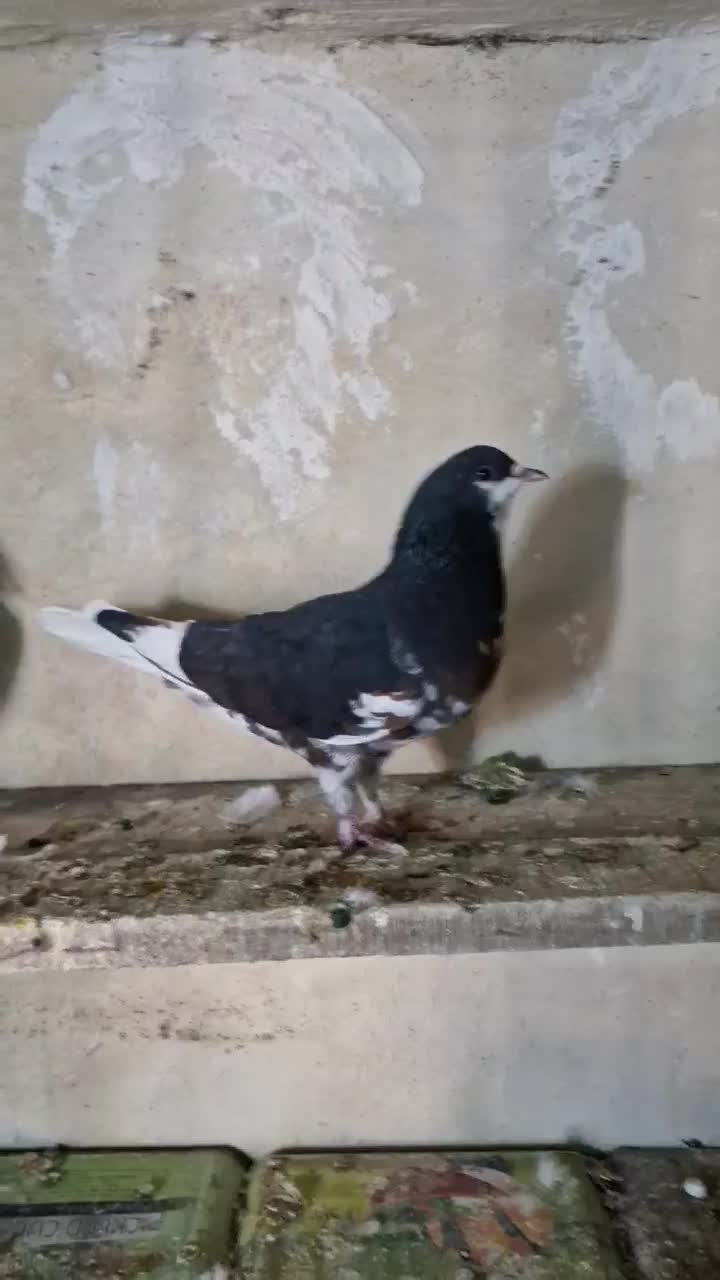 شهری|پرنده|شیراز, گویم|دیوار