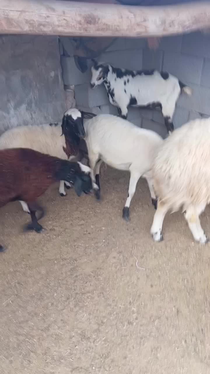 تعدادی بز بره. کهره. با بهترین قیمت|حیوانات مزرعه|فین, |دیوار