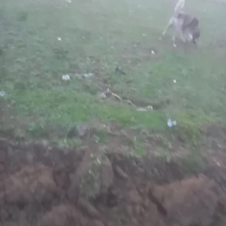 سگ گمشده|حیوانات|پارس‌آباد, |دیوار