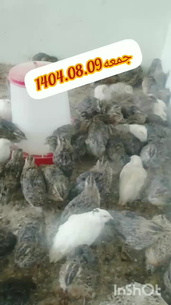 بلدرچین شهرضا|حیوانات مزرعه|شهرضا, |دیوار