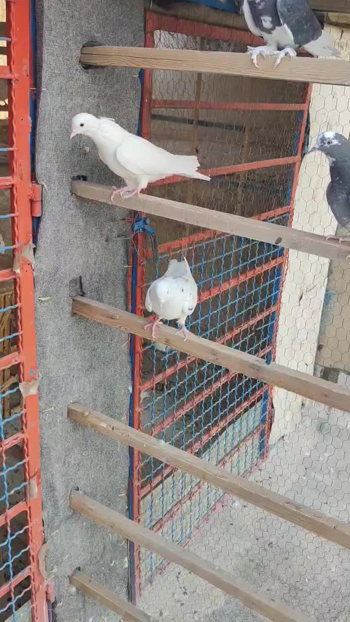 کبوتر|پرنده|تهران, مشیریه|دیوار