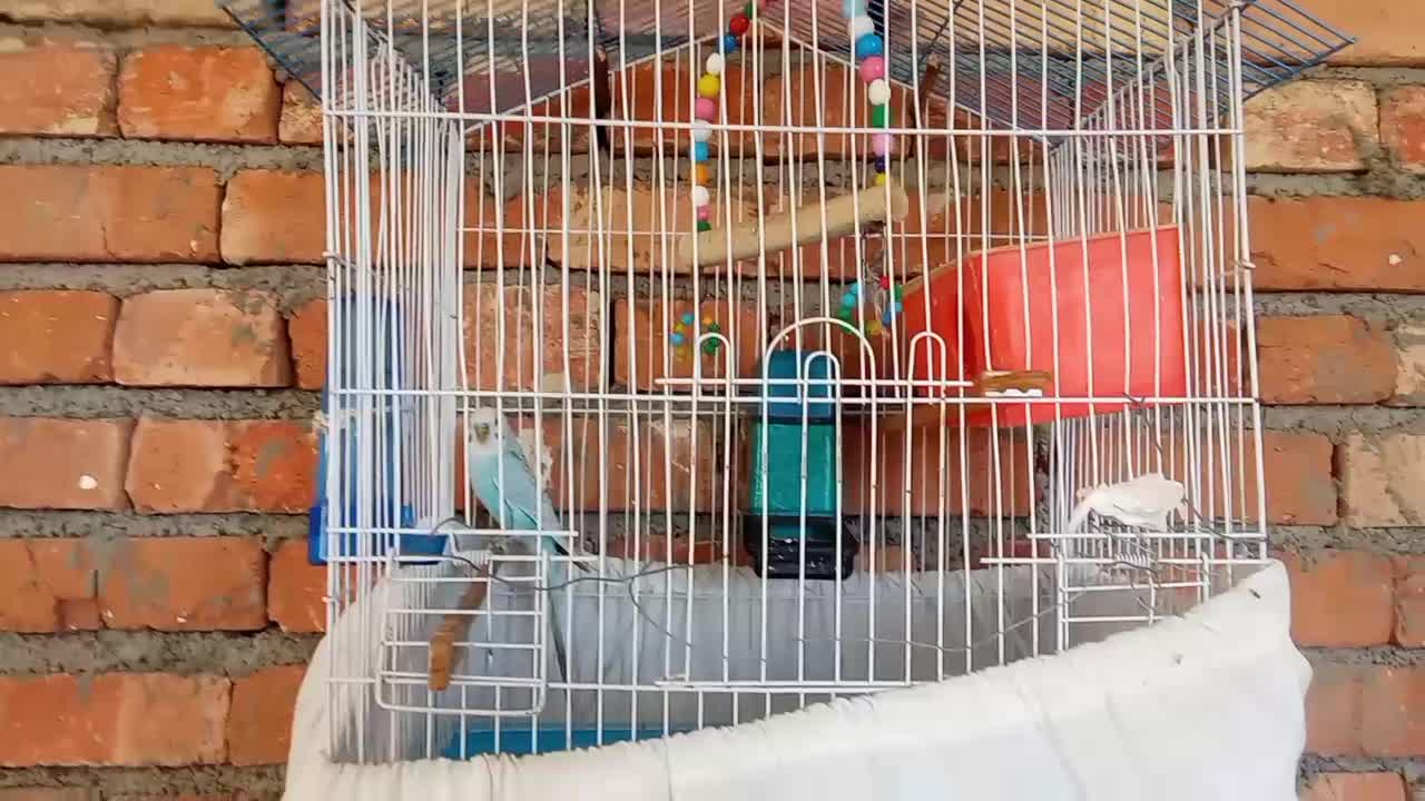 مرغ عشق|پرنده|ارومیه, |دیوار