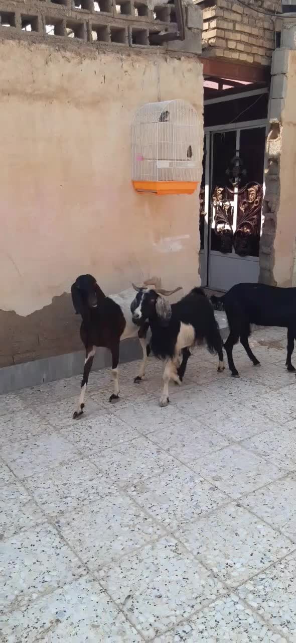 ۳راس بز ماده ابستن|حیوانات مزرعه|اهواز, اسماعیلیه|دیوار